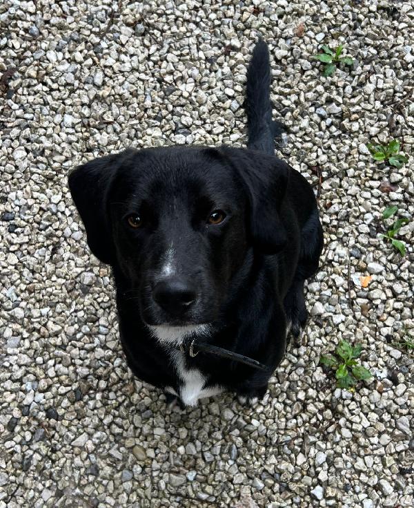 💛 BRUNO – UN CUCCIOLO SPECIALE IN CERCA DI CASA 💛 Foto 10